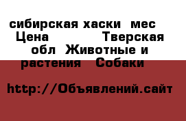 сибирская хаски 5мес. › Цена ­ 8 000 - Тверская обл. Животные и растения » Собаки   